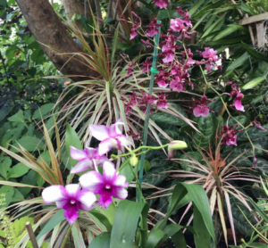 GTI - orchid purple